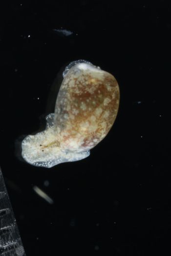 Media type: image;   Malacology 393728 Description: live specimen;